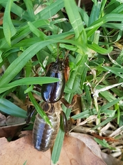 Gryllotalpa australis