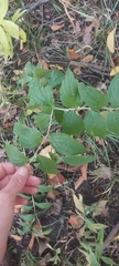 Lithospermum latifolium