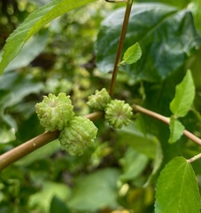 Corchorus capsularis