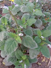 Heliotropium indicum