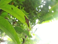 Prophantis adusta