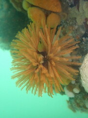 Eudistylia polymorpha