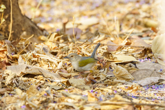 Camaroptera brachyura