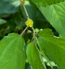 Corchorus capsularis