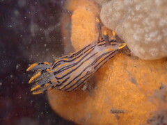 Polycera atra