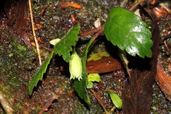 Fieldia australis