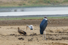 Leptoptilos crumenifer