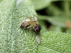 Oxyopes gracilipes