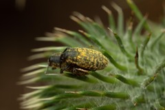 Rhinocyllus conicus