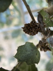 Callirhytis serricornis