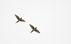 Ognorhynchus icterotis