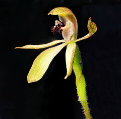 Caladenia transitoria