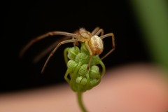 Enoplognatha ovata