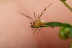 Enoplognatha ovata