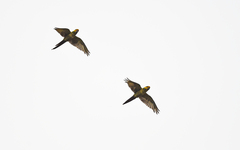 Ognorhynchus icterotis