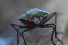 Rhyssocephala rufonotata