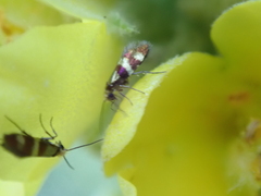 Micropterix aureatella