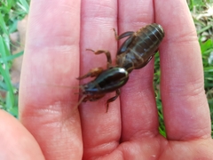 Gryllotalpa australis