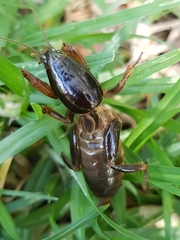 Gryllotalpa australis