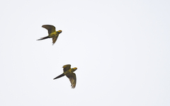 Ognorhynchus icterotis