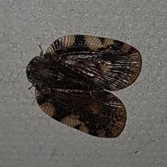 Ricaniidae