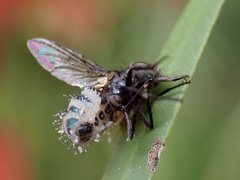 Entomophthora