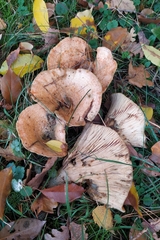 Lactarius deliciosus