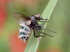 Entomophthora