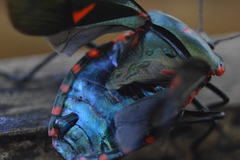 Rhyssocephala rufonotata