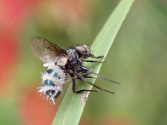 Entomophthora