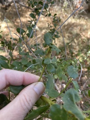Rhopalomyia baccharis