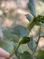 Rhopalomyia baccharis