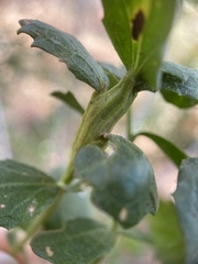 Rhopalomyia baccharis