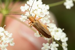 Oedemera podagrariae