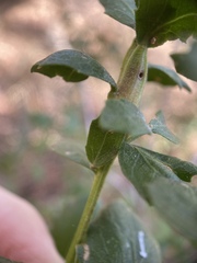 Rhopalomyia baccharis