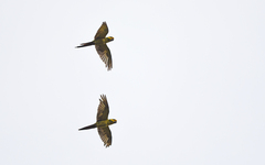 Ognorhynchus icterotis