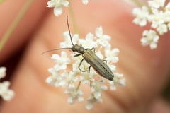 Oedemera