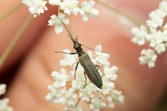 Oedemera