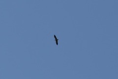 Neophron percnopterus