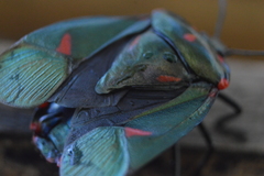 Rhyssocephala rufonotata