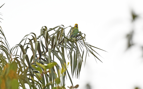 Yellow-eared Parrot (Ognorhynchus icterotis), photo 10