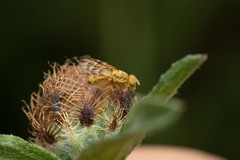 Terellia tussilaginis