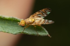 Terellia tussilaginis