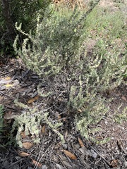 Maireana trichoptera