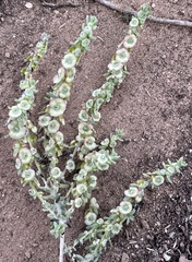 Maireana trichoptera