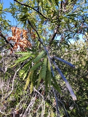 Lyonothamnus floribundus