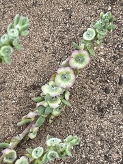 Maireana trichoptera