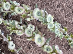 Maireana trichoptera