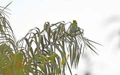 Ognorhynchus icterotis