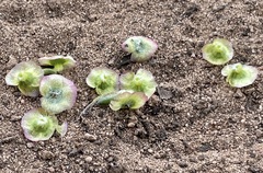 Maireana trichoptera